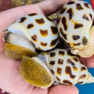 a person holding a group of yellow and black spotted animals