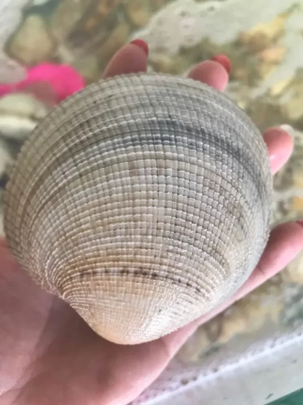 a hand holding a small white object