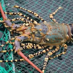 a close up of a lobster