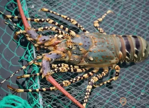 a close up of a lobster