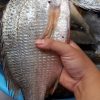 魚を持っている手