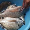 魚を抱えている人