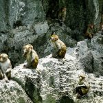 Ngắm khỉ vàng tại Hang Luồn