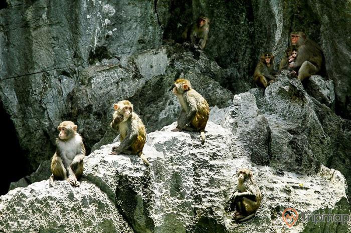 Hiện tại, Hang Luồn là một trong số ít địa điểm nơi loài khỉ vàng - một loại khỉ hoang dã đáng yêu và gần gũi với con người - sinh sống.