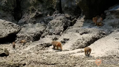 a group of animals walking on a rocky area