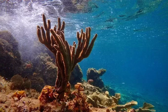 Không chạm vào san hô và các loài sinh vật biển, không dẫm lên, đứng lên san hô - Ảnh minh hoạ