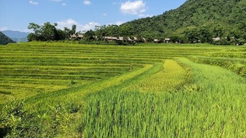 Homestay Cử Giàng