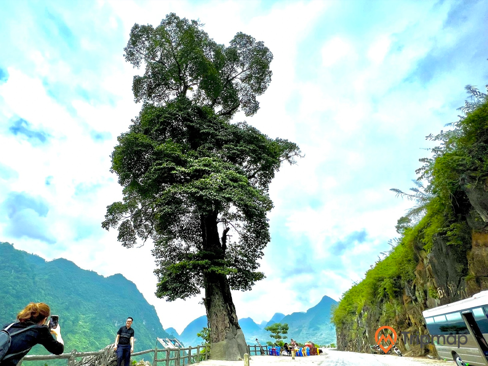 Chiếc cây được check in nhiều nhất tỉnh Hà Giang