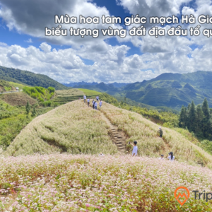 Mùa hoa tam giác mạch Hà Giang biểu tượng vùng đất địa đầu tổ quốc