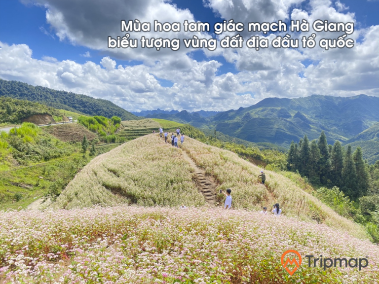 Mùa hoa tam giác mạch Hà Giang biểu tượng vùng đất địa đầu tổ quốc