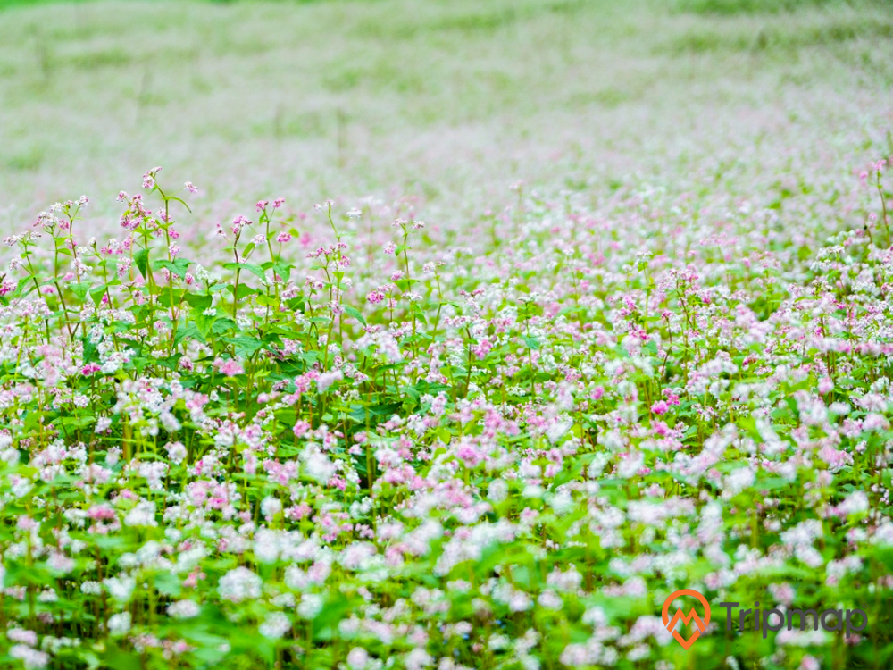 Ngắm hoa tam giác mạch tại Thạch Sơn Thần huyện Quản Bạ