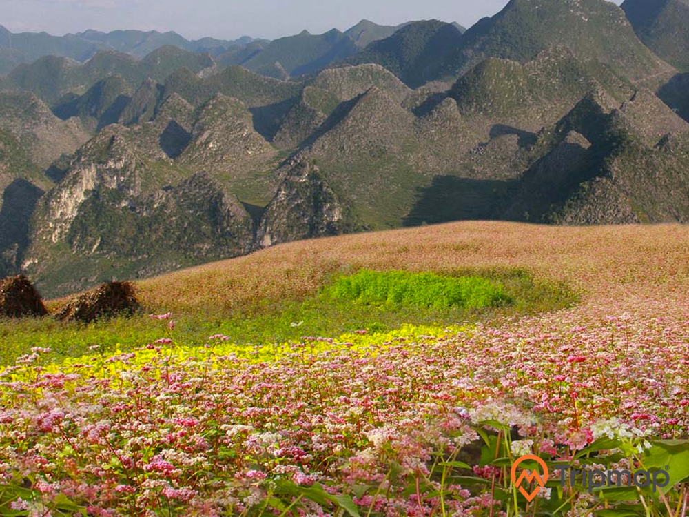 Ngắm hoa tam giác mạch sườn đồi Lũng Táo