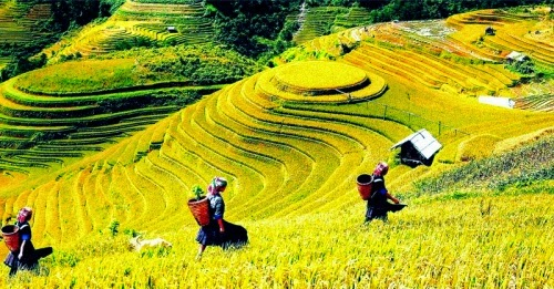 Du lịch Hà Giang mùa thu chiêm ngưỡng vẻ đẹp của những thửa ruộng bậc thang chín vàng