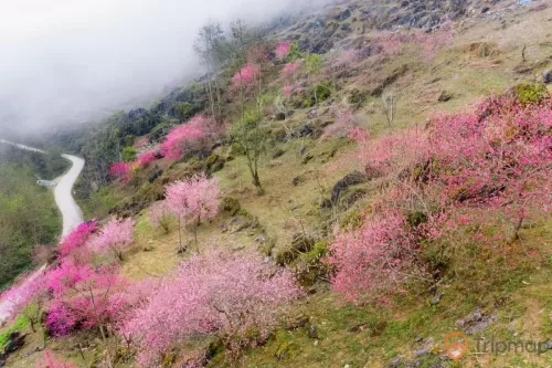 Du lịch Hà Giang mùa xuân ngắm hoa đào, hoa mận nở rực rỡ