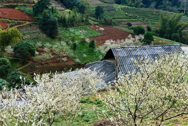 Du lịch Hà Giang mùa xuân ngắm hoa đào, hoa mận nở rực rỡ