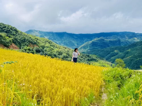 Khám phá Hà Giang vùng đất của những thửa ruộng bậc thang vàng óng