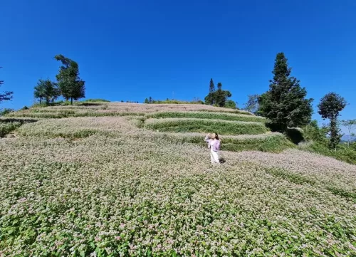 Thời điểm lý tưởng để du lịch Hà Giang ngắm hoa tam giác mạch, hoa cải