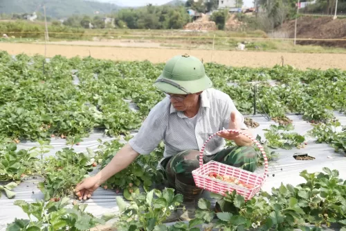 Bình Liêu: Diện mạo mới trên dải biên cương