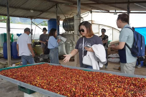 Quảng Trị Khai Thác Tiềm Năng Du Lịch Từ Thương Hiệu Cà Phê Hướng Hóa