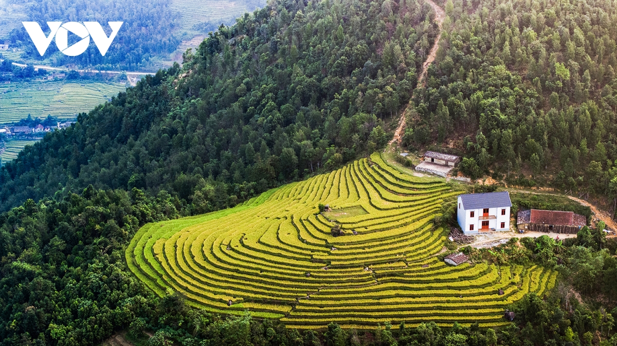 Lên Biên Giới Bình Liêu - Quảng Ninh: Ngắm Lúa Vàng và Lau Trắng