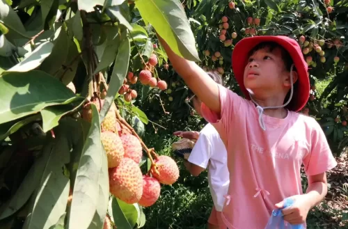 Khám phá Bắc Giang mùa vải: Du lịch, ẩm thực và trải nghiệm